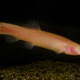 A Somalian blind cavefish.